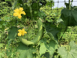 Mướp Hương (Smooth Luffa Gourd)