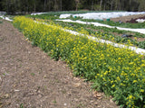 Mizuna Landrace