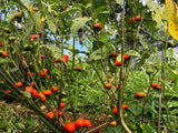 Nigerian Garden Egg