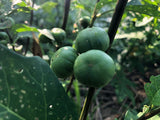 Nigerian Garden Egg