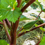Nkruma Tenten Okra