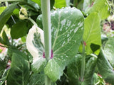 Pois Geant Sans Parchemin (Giant Snow Pea)