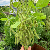 Panther Edamame Soybean