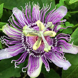 Passionflower