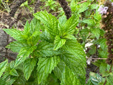 Peppermint