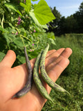 Rattlesnake Pole Bean
