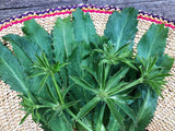 Recao (Culantro)