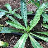 Recao (Culantro)