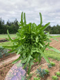 Sabatino’s "Peppe Insalata" Lettuce