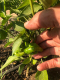 Scotch Bonnet Pepper