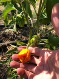 Scotch Bonnet Pepper
