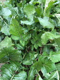 Seven Top Turnips