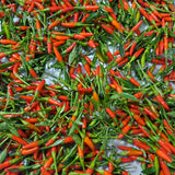 Siling Labuyo Pepper