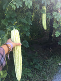 Smooth Bitter Melon