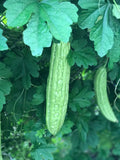 Smooth Bitter Melon