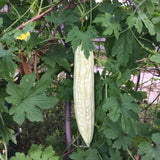Smooth Bitter Melon