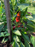 Szeged Paprika Pepper