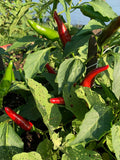 Szeged Paprika Pepper