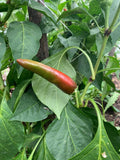 Szeged Paprika Pepper