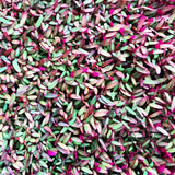 Vita Cypriot Amaranth