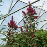 Vita Cypriot Amaranth