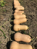 Waltham Butternut Squash