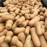 Waltham Butternut Squash