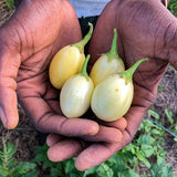 White Garden Egg (Eggplant)