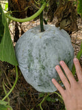 Winter Melon