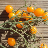 Yellow Riesentraube Tomato