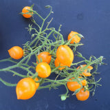 Yellow Riesentraube Tomato