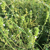 Lebanese Za'atar