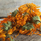 Alpha Calendula