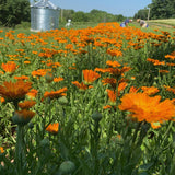 Alpha Calendula