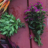 Bee Balm (Magenta)