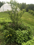 Bee Balm (Magenta)