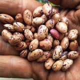 Borlotto beans, dry