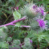 Greater Burdock