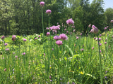 Chives