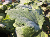 Clary Sage