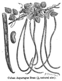 Dolique de Cuba (Long Bean)