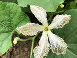 Cucuzza Gourd