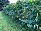 Cucuzza Gourd