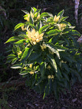 Elinitsa Chili (Greece)
