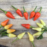 Elinitsa Chili (Greece)