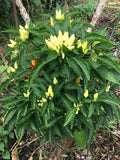 Elinitsa Chili (Greece)