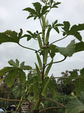 Elinitsa Okra (Greece)
