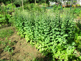 Eva Snader's Brown Winter Lettuce
