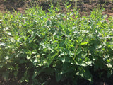 Good King Henry