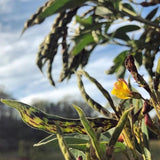 Northern Adapted Pigeon Peas (Gandules)